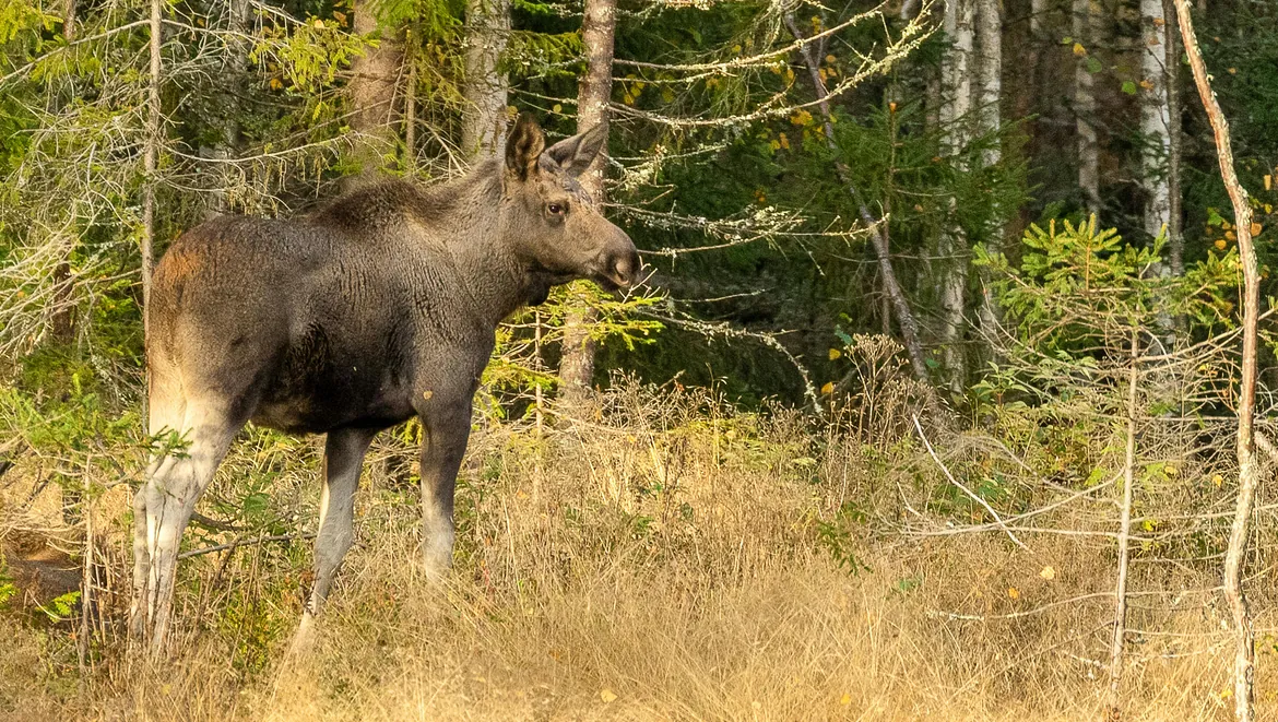 älg vid vägkanten